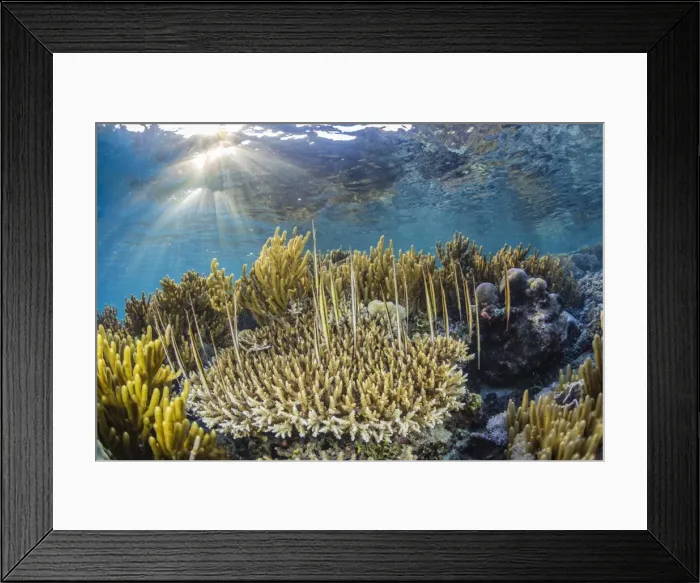 Framed Print : A school of razorfish (Aeoliscus strigatus), suspended upside down on Sebayur Island Framed Print : A school of razorfish (Aeoliscus strigatus), suspended upside down on Sebayur Island