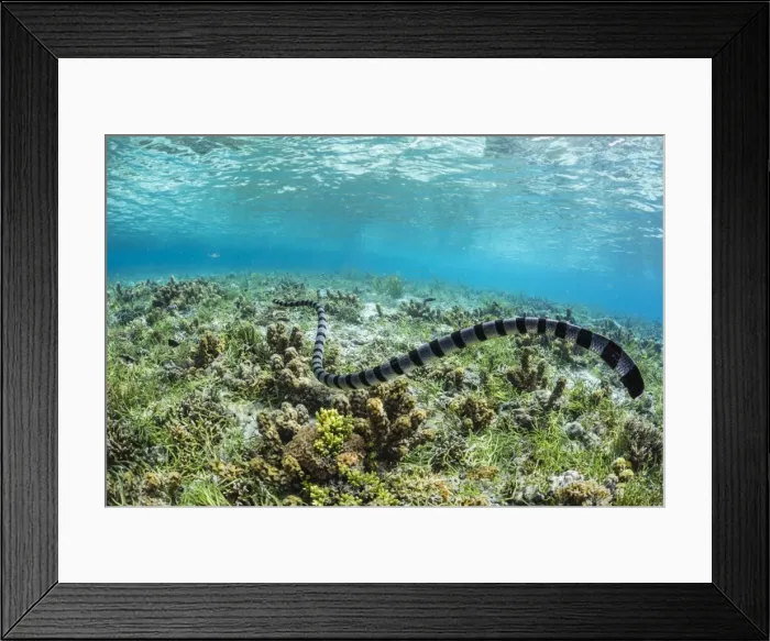 Framed Print : Banded sea krait (Laticauda colubrina) searching for food on Sebayur Island, Flores Sea Framed Print : Banded sea krait (Laticauda colubrina) searching for food on Sebayur Island, Flores Sea