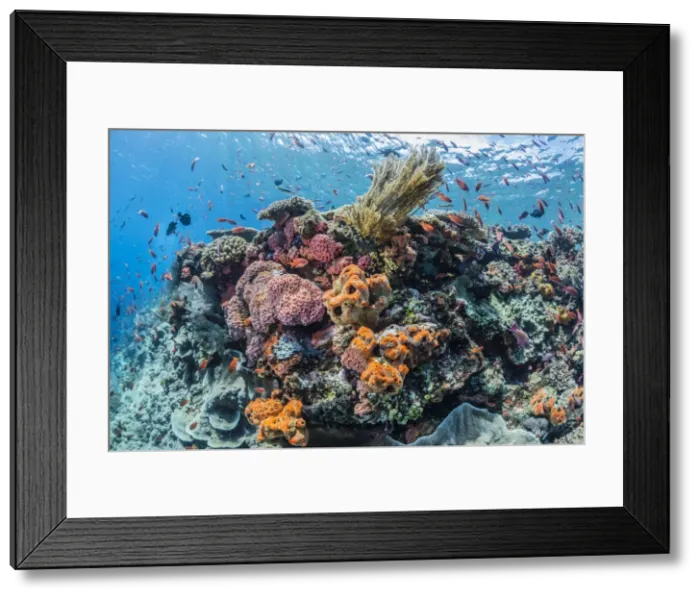 Framed Print : Profusion of hard and soft corals as well as reef fish underwater at Batu Bolong Framed Print : Profusion of hard and soft corals as well as reef fish underwater at Batu Bolong
