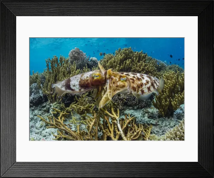 Framed Print : Adult broadclub cuttlefish (Sepia latimanus) mating on Sebayur Island, Flores Sea