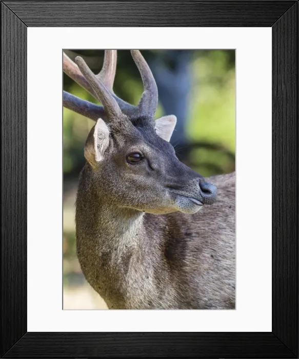Framed Print : Adult buck Timor rusa deer (Cervus timorensis) in velvet on Rinca Island, Indonesia Framed Print : Adult buck Timor rusa deer (Cervus timorensis) in velvet on Rinca Island, Indonesia