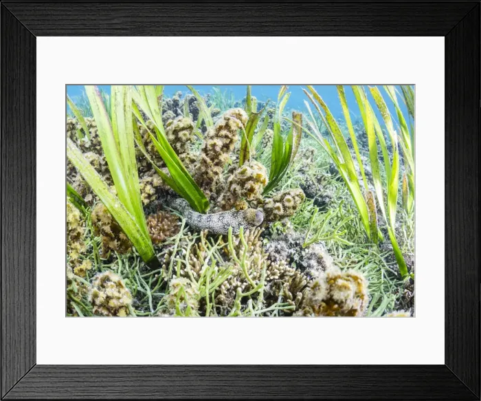 Framed Print : An adult snowflake moray (Echidna nebulosa) on Sebayur Island, Flores Sea, Indonesia Framed Print : An adult snowflake moray (Echidna nebulosa) on Sebayur Island, Flores Sea, Indonesia