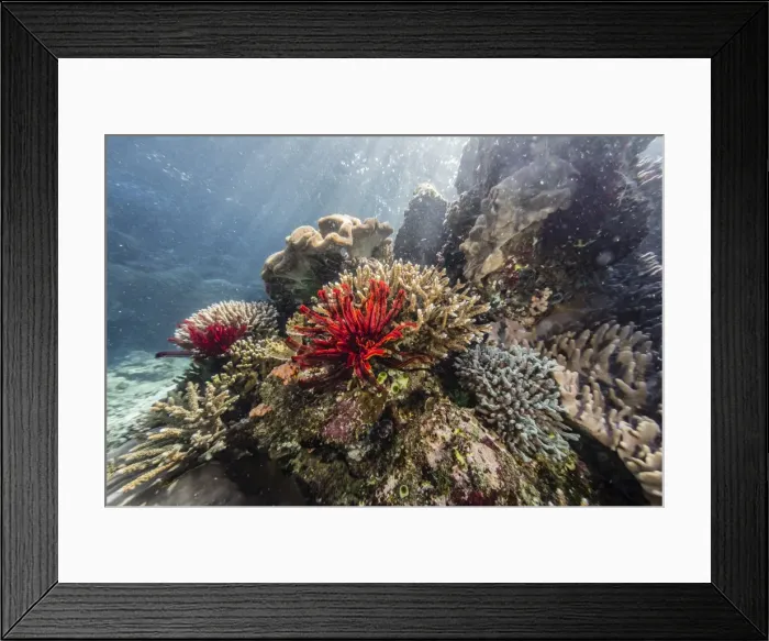 Framed Print : Red crinoid on Tengah Kecil Island, Komodo National Park, Flores Sea, Indonesia, Southeast Asia Framed Print : Red crinoid on Tengah Kecil Island, Komodo National Park, Flores Sea, Indonesia, Southeast Asia