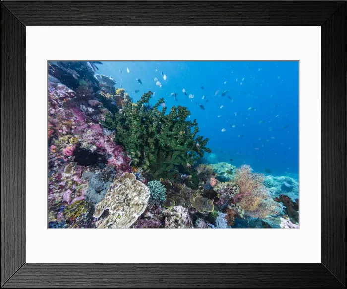 Framed Print : Profusion of hard and soft corals on Tengah Kecil Island, Komodo National Park, Flores Sea Framed Print : Profusion of hard and soft corals on Tengah Kecil Island, Komodo National Park, Flores Sea