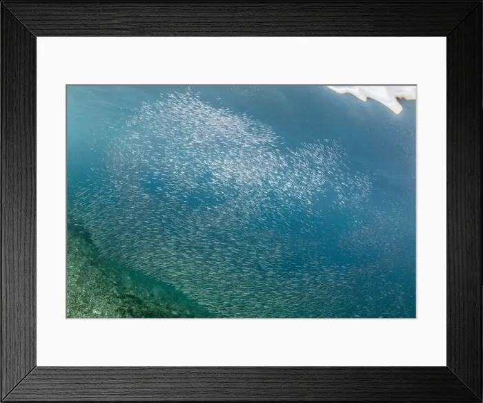 Framed Print : A profusion of baitfish underwater on Sebayur Island, Komodo National Park, Flores Sea Framed Print : A profusion of baitfish underwater on Sebayur Island, Komodo National Park, Flores Sea