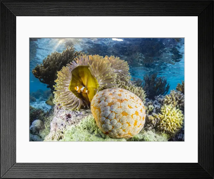 Framed Print : False clown anemonefish (Amphiprion ocellaris), Sebayur Island, Komodo Island National Park Framed Print : False clown anemonefish (Amphiprion ocellaris), Sebayur Island, Komodo Island National Park