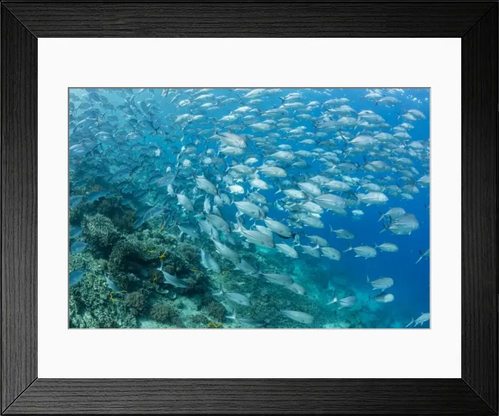 Framed Print : A school of bigeye trevally (Caranx sexfasciatus) on Sebayur Island, Flores Sea, Indonesia, Southeast Asia, Asia