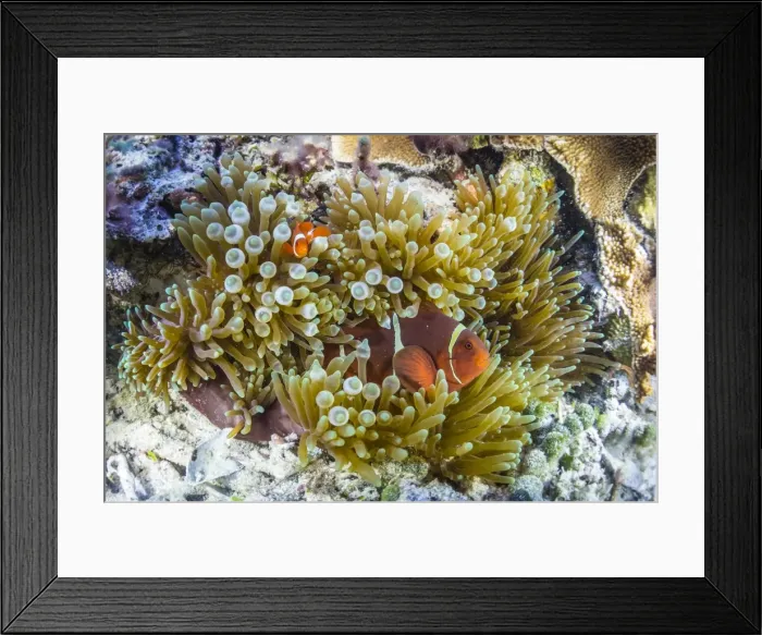 Framed Print : Adult spinecheek anemonefish (Premnas biaculeatus), Sebayur Island, Komodo National Park Framed Print : Adult spinecheek anemonefish (Premnas biaculeatus), Sebayur Island, Komodo National Park