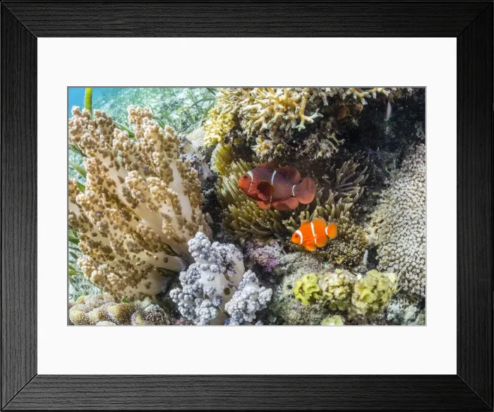 Framed Print : Adult spinecheek anemonefish (Premnas biaculeatus), Sebayur Island, Komodo National Park Framed Print : Adult spinecheek anemonefish (Premnas biaculeatus), Sebayur Island, Komodo National Park
