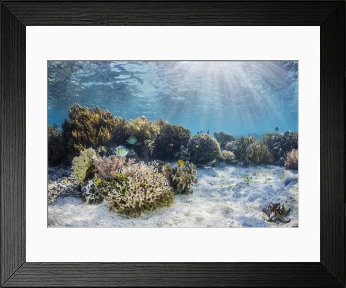 Framed Print : A profusion of hard and soft corals on Sebayur Island, Komodo National Park, Flores Sea Framed Print : A profusion of hard and soft corals on Sebayur Island, Komodo National Park, Flores Sea