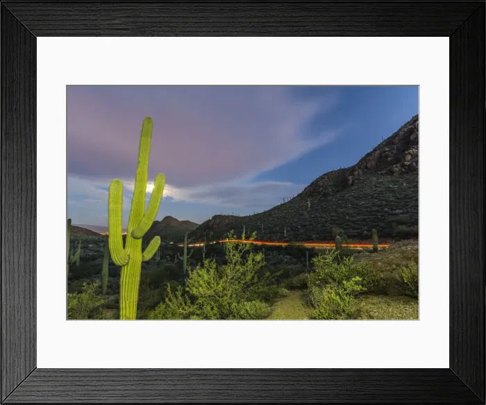 Framed Print : Giant saguaro cactus (Carnegiea gigantea) under full moon at Gates Pass in the Tucson Mountains Framed Print : Giant saguaro cactus (Carnegiea gigantea) under full moon at Gates Pass in the Tucson Mountains