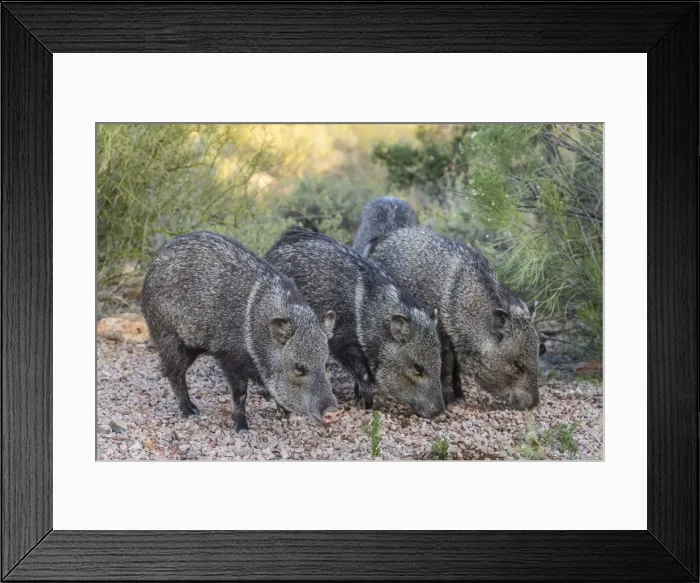Framed Print : Adult javalinas (collared peccary) (Pecari tajacu) in the Sonoran Desert suburbs of Tucson Framed Print : Adult javalinas (collared peccary) (Pecari tajacu) in the Sonoran Desert suburbs of Tucson