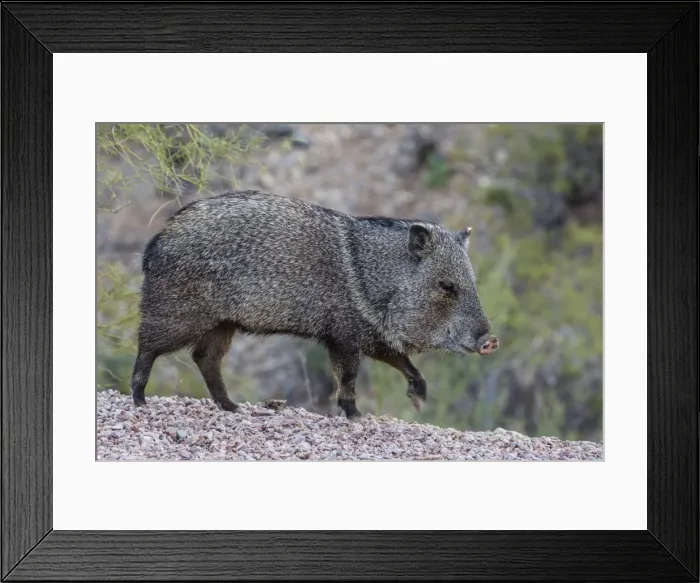 Framed Print : Adult javalina (collared peccary) (Pecari tajacu) in the Sonoran Desert suburbs of Tucson Framed Print : Adult javalina (collared peccary) (Pecari tajacu) in the Sonoran Desert suburbs of Tucson