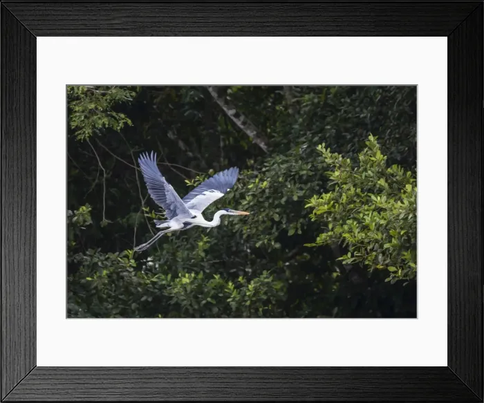 Framed Print : Adult Cocoi heron (Ardea cocoi) in flight on the Pacaya River, Upper Amazon River Basin Framed Print : Adult Cocoi heron (Ardea cocoi) in flight on the Pacaya River, Upper Amazon River Basin