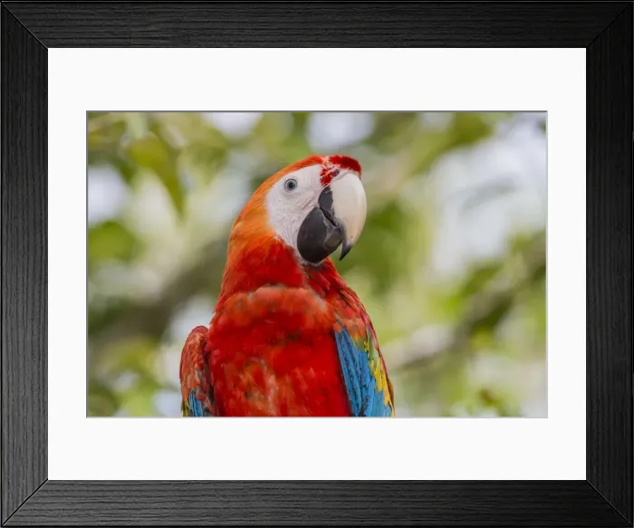 Framed Print : Adult scarlet macaw (Ara macao), Amazon National Park, Loreto, Peru, South America Framed Print : Adult scarlet macaw (Ara macao), Amazon National Park, Loreto, Peru, South America