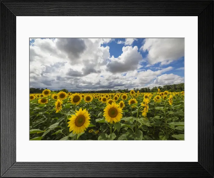 Framed Print : Sunflowers and clouds in the rural landscape of Senigallia, Province of Ancona, Marche Framed Print : Sunflowers and clouds in the rural landscape of Senigallia, Province of Ancona, Marche