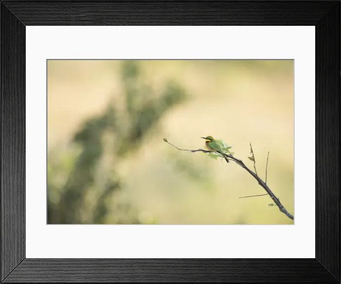 Framed Print : Little Bee Eater (Merops Pusillus), Zambia, Africa Framed Print : Little Bee Eater (Merops Pusillus), Zambia, Africa