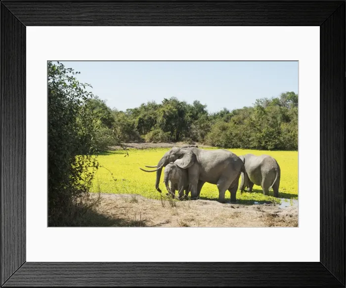 Framed Print : African Elephant (Loxodonta Africana), Zambia, Africa Framed Print : African Elephant (Loxodonta Africana), Zambia, Africa