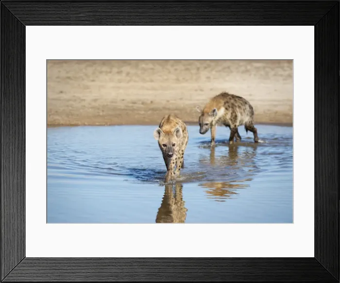 Framed Print : Spotted Hyena (Crocuta Crocuta), Zambia, Africa Framed Print : Spotted Hyena (Crocuta Crocuta), Zambia, Africa