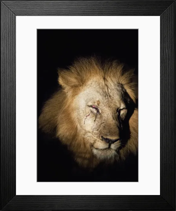 Framed Print : African Lion (Panthera Leo), Zambia, Africa Framed Print : African Lion (Panthera Leo), Zambia, Africa
