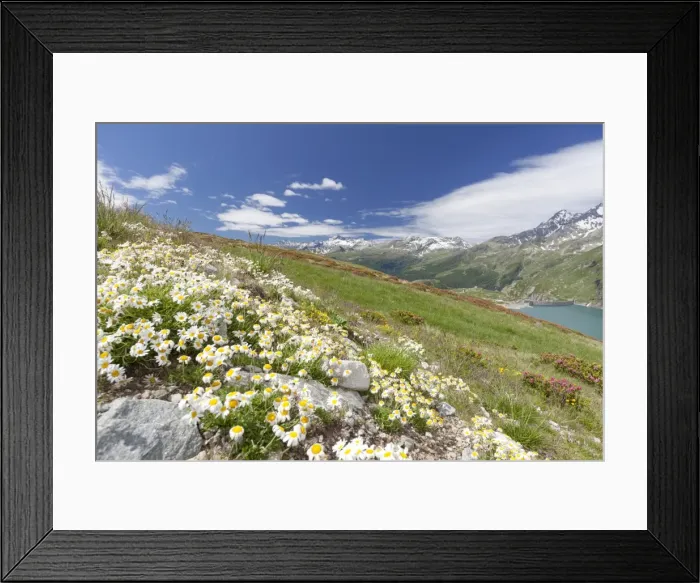 Framed Print : Daisies and green meadows frame the blue water, Montespluga, Chiavenna Valley, Sondrio province Framed Print : Daisies and green meadows frame the blue water, Montespluga, Chiavenna Valley, Sondrio province