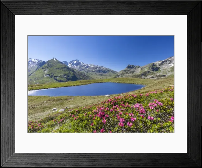 Framed Print : Rhododendrons and blue water of Lake Andossi, Montespluga, Chiavenna Valley, Sondrio province Framed Print : Rhododendrons and blue water of Lake Andossi, Montespluga, Chiavenna Valley, Sondrio province