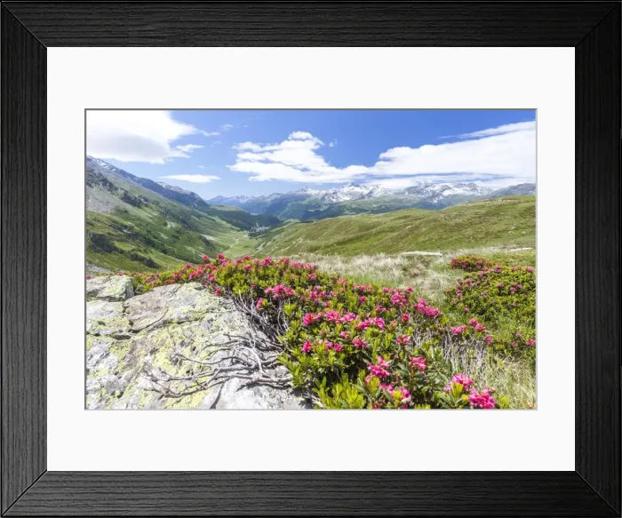 Framed Print : Rhododendrons frame the green alpine landscape, Montespluga, Chiavenna Valley, Sondrio province Framed Print : Rhododendrons frame the green alpine landscape, Montespluga, Chiavenna Valley, Sondrio province