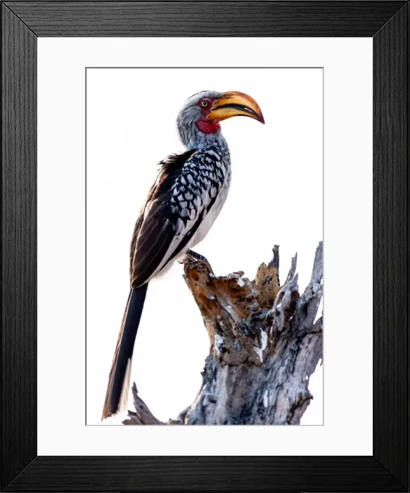 Framed Print : Yellow billed hornbill, Botswana, Africa Framed Print : Yellow billed hornbill, Botswana, Africa