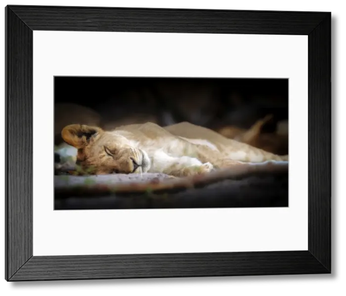 Framed Print : Sleeping lion cub, Chobe National Park, Botswana, Africa Framed Print : Sleeping lion cub, Chobe National Park, Botswana, Africa