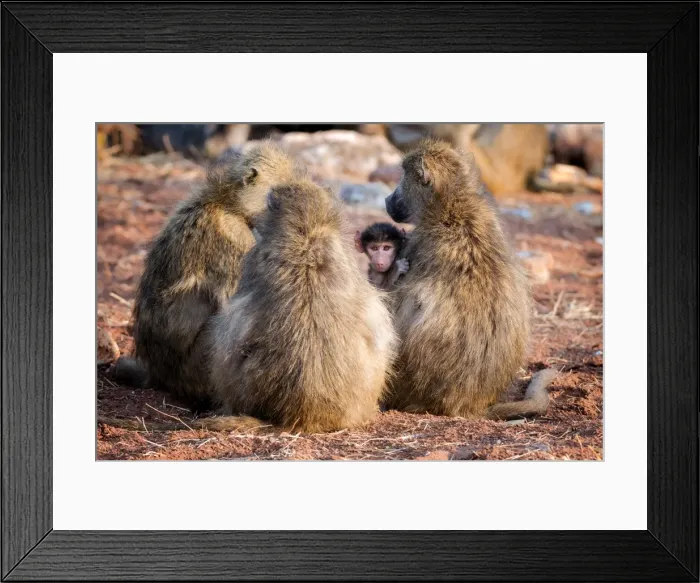 Framed Print : Baboon family, Botswana, Africa Framed Print : Baboon family, Botswana, Africa