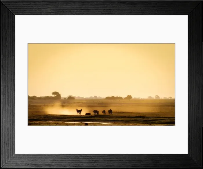 Framed Print : Dazzle of zebras, Chobe National Park, Botswana, Africa Framed Print : Dazzle of zebras, Chobe National Park, Botswana, Africa