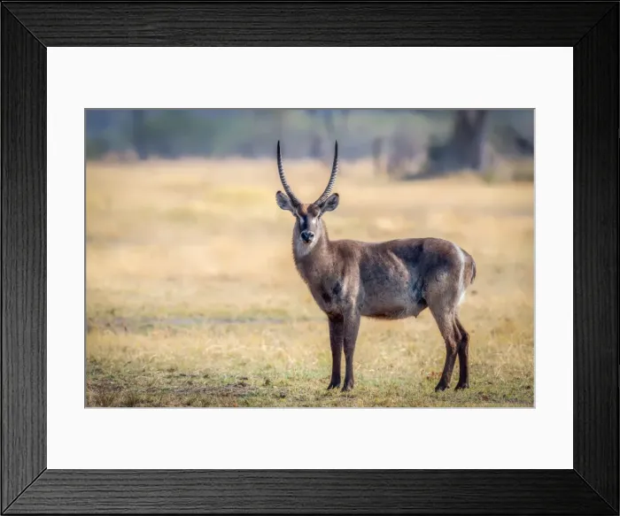 Framed Print : Water Buck, Okavango Delta, Botswana, Africa Framed Print : Water Buck, Okavango Delta, Botswana, Africa