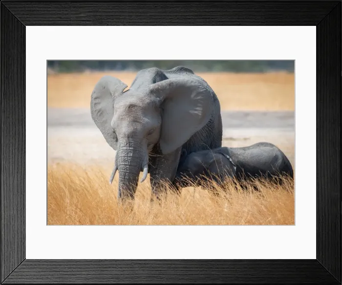 Framed Print : Young elephant calf and its mother in Hwange National Park, Zimbabwe, Africa Framed Print : Young elephant calf and its mother in Hwange National Park, Zimbabwe, Africa