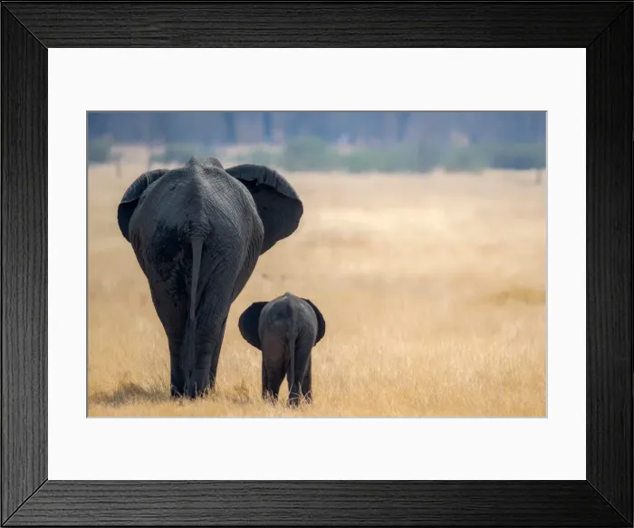 Framed Print : Little and Large, elephant calf and mother, Hwange National Park, Zimbabwe, Africa Framed Print : Little and Large, elephant calf and mother, Hwange National Park, Zimbabwe, Africa
