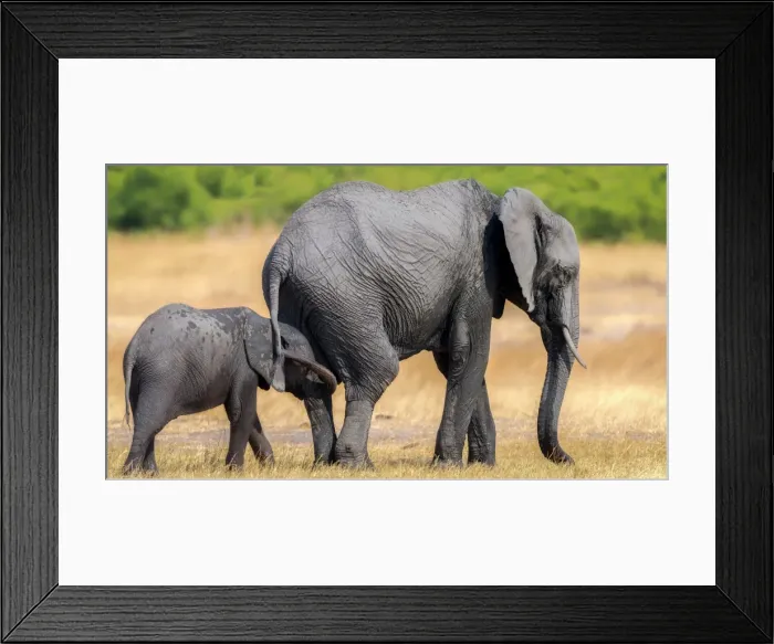 Framed Print : Elephant and calf, Hwange National Park, Zimbabwe, Africa Framed Print : Elephant and calf, Hwange National Park, Zimbabwe, Africa