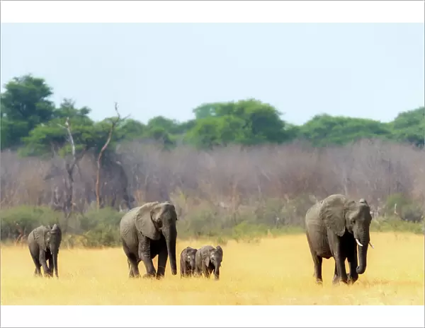 Elephant herd heading towards the waterhole, Hwange National Park, Zimbabwe, Africa