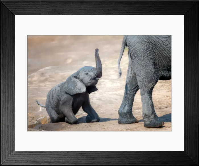 Framed Print : Elephant calf climbing out of the water hole in Hwange National Park, Zimbabwe, Africa Framed Print : Elephant calf climbing out of the water hole in Hwange National Park, Zimbabwe, Africa
