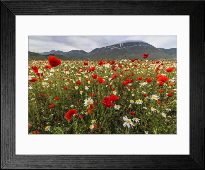 Framed Print : Red poppies and daisies in bloom, Castelluccio di Norcia, Province of Perugia, Umbria Framed Print : Red poppies and daisies in bloom, Castelluccio di Norcia, Province of Perugia, Umbria