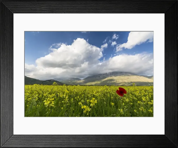Framed Print : Blooming of yellow flowers and red poppies, Castelluccio di Norcia, Province of Perugia