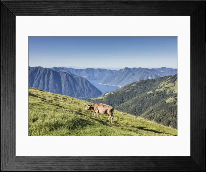Framed Print : Cow in the green pastures with Lake Como and peaks in the background Gravedona, Province of Como Framed Print : Cow in the green pastures with Lake Como and peaks in the background Gravedona, Province of Como