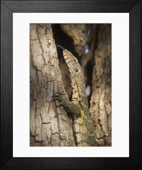 Framed Print : Nile Monitor (Varanus Niloticus), Zambia, Africa Framed Print : Nile Monitor (Varanus Niloticus), Zambia, Africa