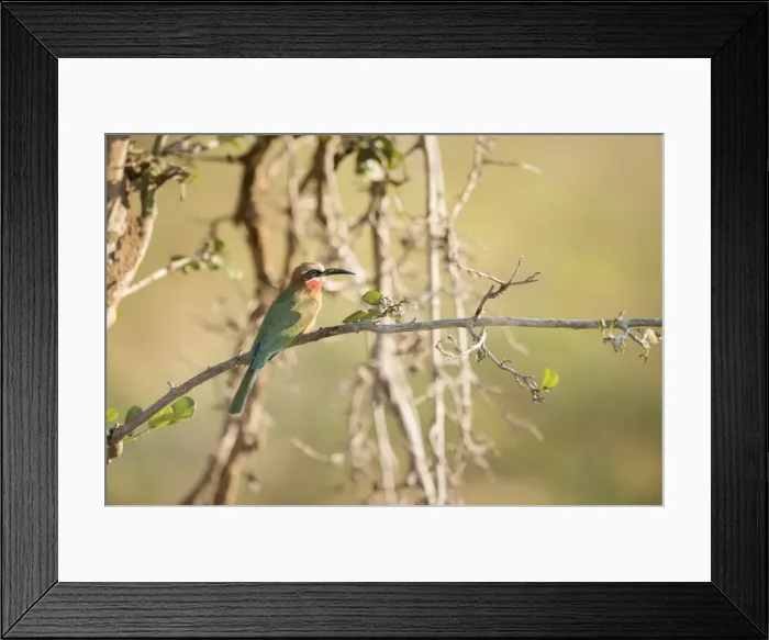 Framed Print : White Fronted Bee Eater (Merops Bullockoides), Zambia, Africa Framed Print : White Fronted Bee Eater (Merops Bullockoides), Zambia, Africa