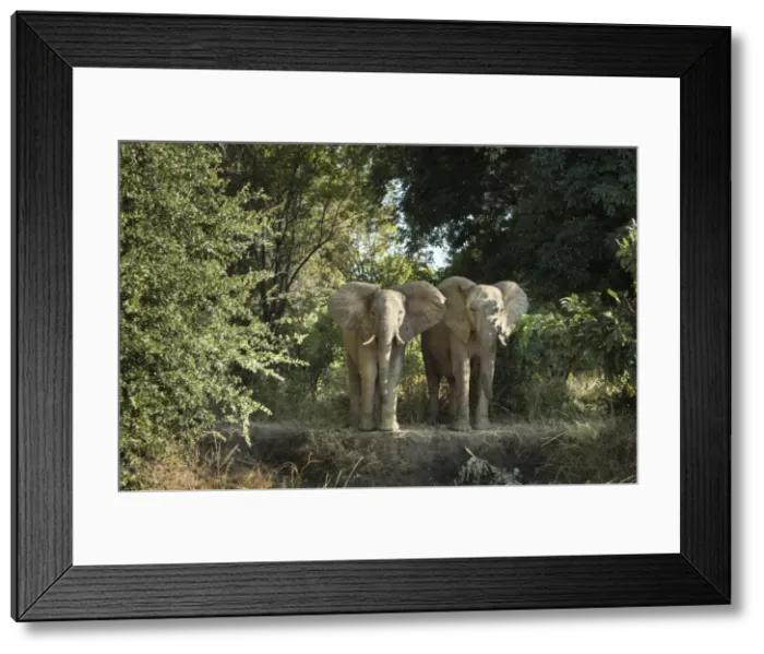 Framed Print : African Elephant (Loxodonta Africana), Zambia, Africa Framed Print : African Elephant (Loxodonta Africana), Zambia, Africa