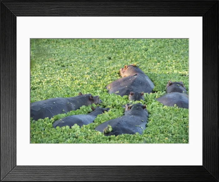 Framed Print : Hippopotamus (Hippopotamus Amphibious), Zambia, Africa Framed Print : Hippopotamus (Hippopotamus Amphibious), Zambia, Africa