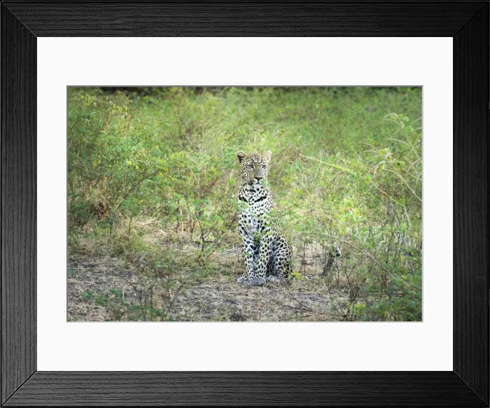 Framed Print : Leopard (Panthera Pardus), Zambia, Africa Framed Print : Leopard (Panthera Pardus), Zambia, Africa