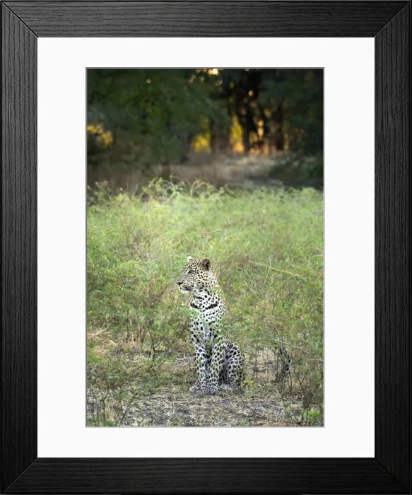 Framed Print : Leopard (Panthera Pardus), Zambia, Africa Framed Print : Leopard (Panthera Pardus), Zambia, Africa