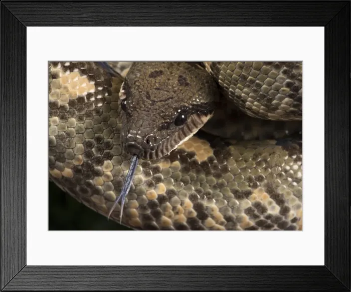 Framed Print : Madagascan Tree Boa (Sanzinia Madagascariensis), captive, Madagascar, Africa Framed Print : Madagascan Tree Boa (Sanzinia Madagascariensis), captive, Madagascar, Africa