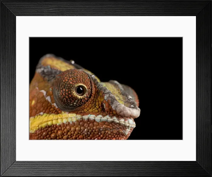Framed Print : Panther Chameleon (Furcifer Pardalis), captive, Madagascar, Africa Framed Print : Panther Chameleon (Furcifer Pardalis), captive, Madagascar, Africa