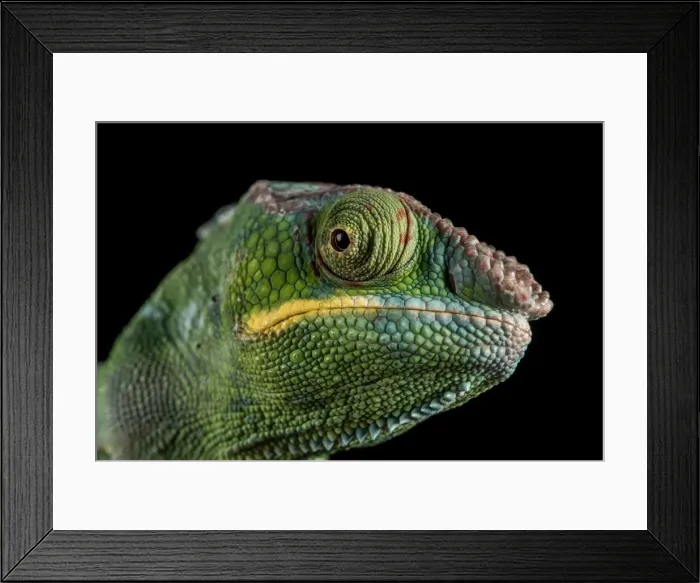 Framed Print : Panther Chameleon (Furcifer Pardalis), captive, Madagascar, Africa Framed Print : Panther Chameleon (Furcifer Pardalis), captive, Madagascar, Africa