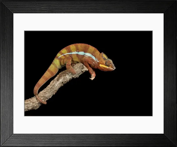 Framed Print : Panther Chameleon (Furcifer Pardalis), captive, Madagascar, Africa Framed Print : Panther Chameleon (Furcifer Pardalis), captive, Madagascar, Africa